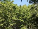 flyingfox1