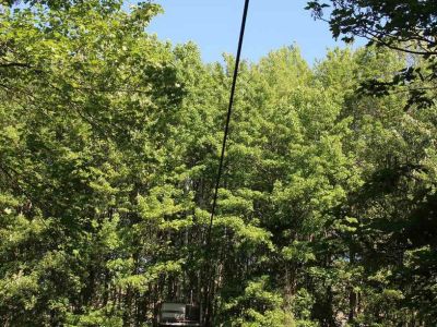 flyingfox1